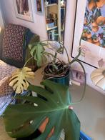 2 gratis monsteras kamerplanten, Huis en Inrichting, Kamerplanten, Ophalen of Verzenden, Halfschaduw, Minder dan 100 cm