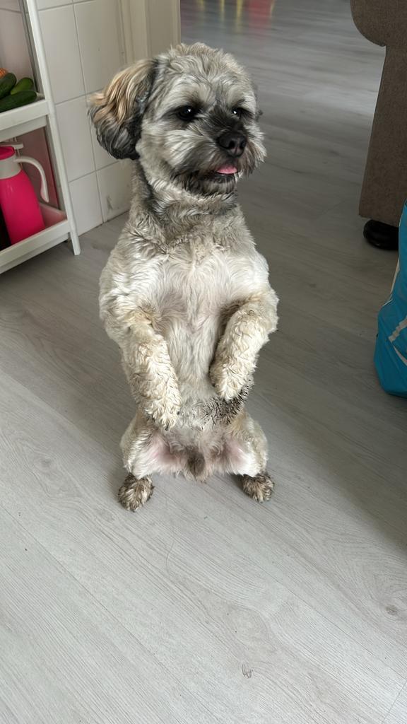 lieve Jack Shih Tzu/Maltezer 5 jaar oud, Dieren en Toebehoren, Honden | Chihuahua's en Gezelschapshonden, Reu, Maltezer, Particulier