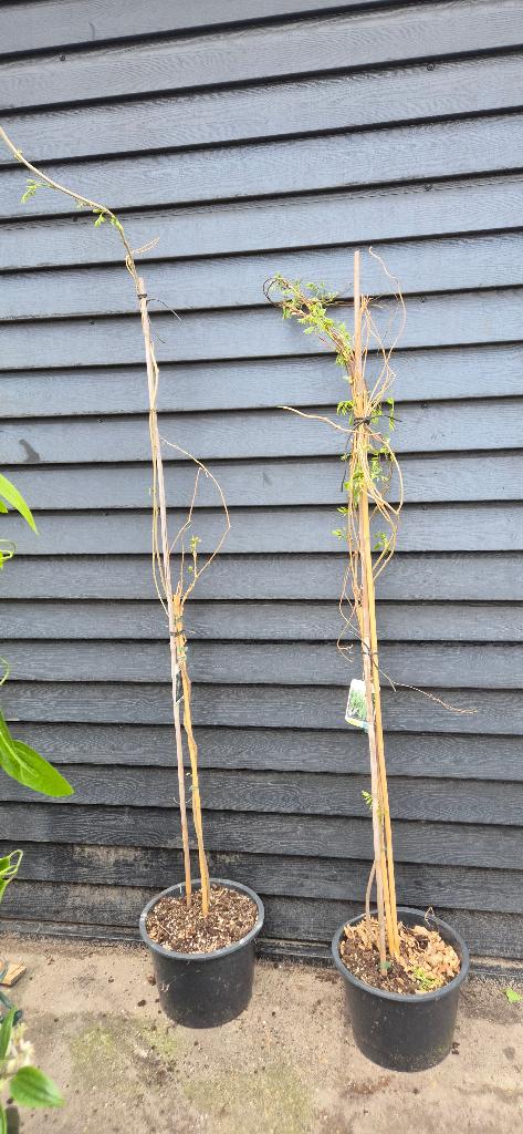 Wisteria in soorten, Ophalen, Volle zon, Vaste plant, Klimplanten