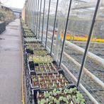 Vaste planten, Vaste plant, Halfschaduw, Lente, Ophalen