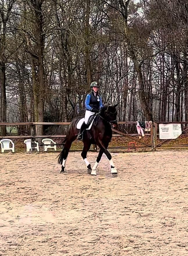 Knappe 5 jarige ruin First Date x Gribaldi, Dieren en Toebehoren, Paarden, Ruin, L, 165 tot 170 cm, 3 tot 6 jaar, Dressuurpaard