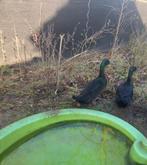 Broedeieren cayuga eend, Dieren en Toebehoren, Geslacht onbekend, Eend