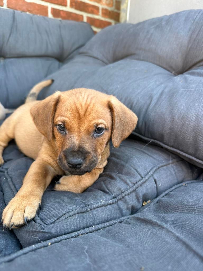 Mooie jackrussel pups, Dieren en Toebehoren, Honden | Jack Russells en Terriërs, Parvo, Jack Russell Terriër, 8 tot 15 weken, Meerdere