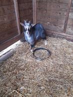 mooie grijze bok, Mannelijk, Geit, 0 tot 2 jaar