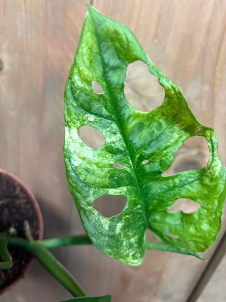 Monstera adansonii variegata plant tricolor aurea albo green, Ophalen of Verzenden, Halfschaduw, Minder dan 100 cm