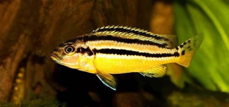 Melanochromis auratus vrouw gezocht, Dieren en Toebehoren, Vissen | Aquariumvissen, Vis, Zoetwatervis, Schoolvis