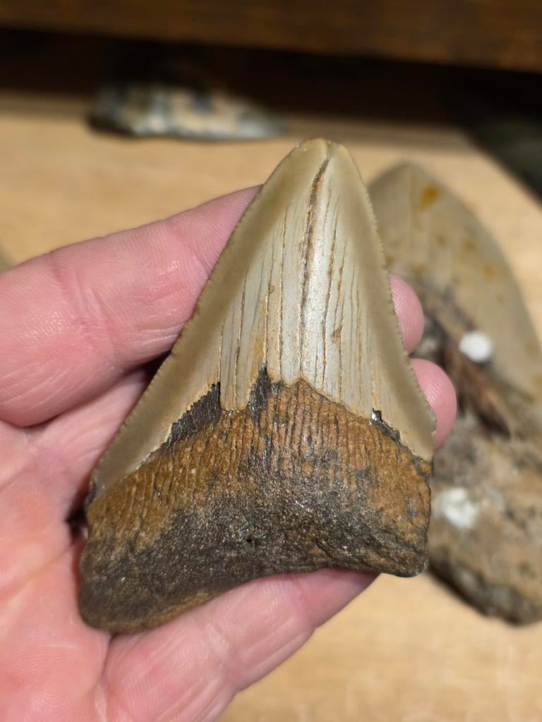 Mooie megalodon tand uit South Carolina usa., Ophalen of Verzenden, Fossiel