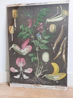 oude schoolplaten, Ophalen, Geschiedenis