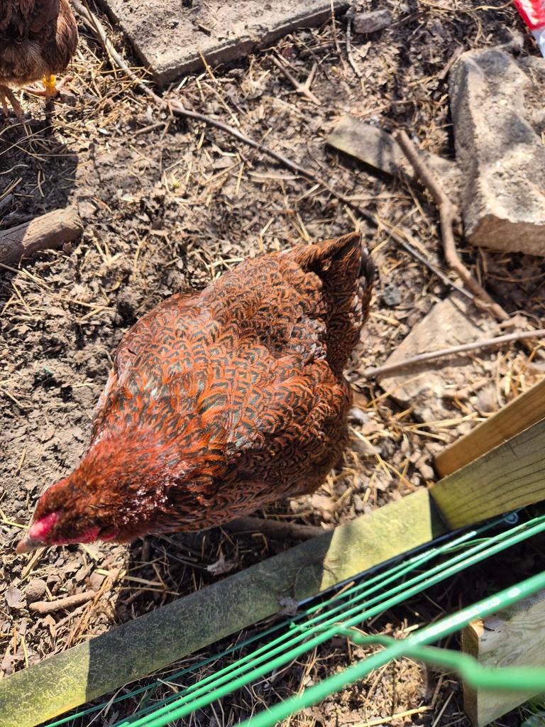 Te koop 2 wyandotte meerzomige roodpatrijs hennen, Dieren en Toebehoren, Vrouwelijk, Kip