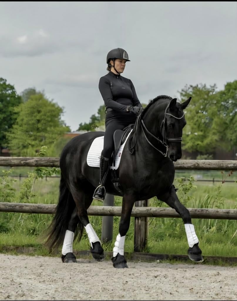 Talentvolle grote friese Z2 sportmerrie, Dieren en Toebehoren, Paarden, Merrie, Dressuurpaard, 170 tot 175 cm, 7 tot 10 jaar