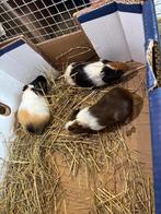 Cavia’s, Januari, Meerdere dieren, Cavia