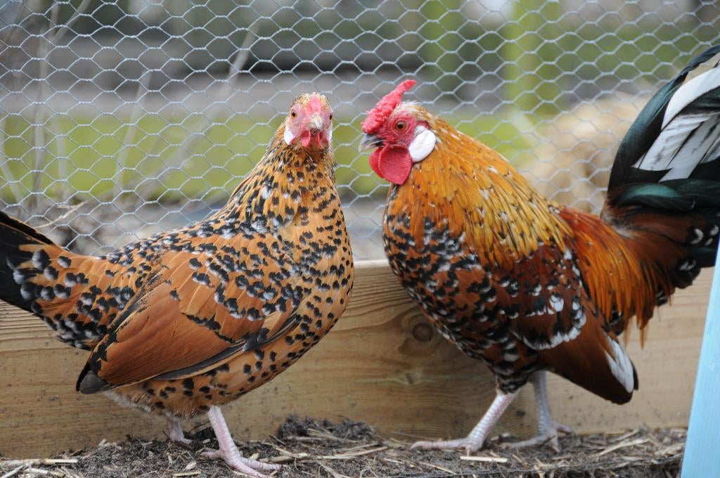 Broedeieren Java kriel rood porselein, Dieren en Toebehoren, Geslacht onbekend, Kip
