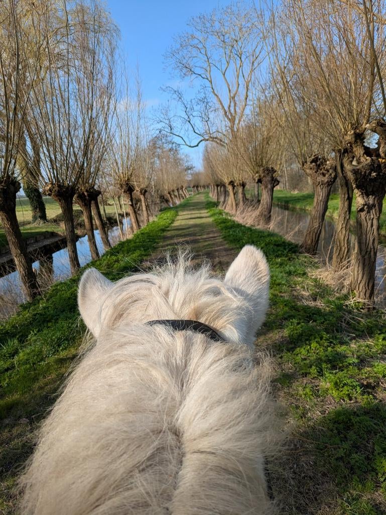 Verzorgster gezocht voor IJslander