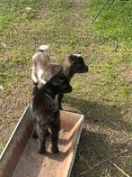 Dwerggeiten, Dieren en Toebehoren, Meerdere dieren, Geit