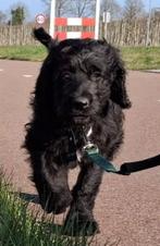 LAATSTE KANS Labradoodle x  Bloedhond / Zwitserse Sennen pup, Dieren en Toebehoren, Parvo, 8 tot 15 weken, Meerdere, Meerdere dieren