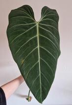 Philodendron Glorious stek XL, Ophalen of Verzenden, Halfschaduw, Minder dan 100 cm
