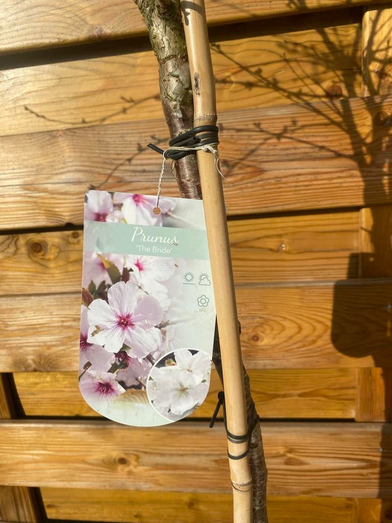 Prachtig prunus boompje wat volgende maand gaat bloeien, Tuin en Terras, Planten | Bomen, Halfschaduw, Overige soorten, Lente