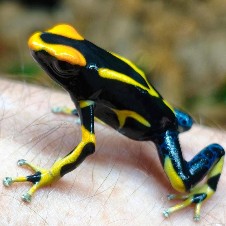 Dendrobates tinctorius 'Alanis' en vele anderen