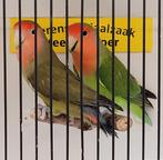 Koppel agapornis roseicollis, Meerdere dieren, Dwergpapegaai of Agapornis