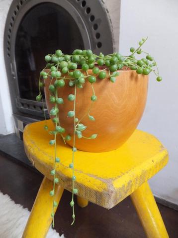 supermooi en uniek, houten bloempot urban jungle, geupcycled beschikbaar voor biedingen