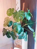 Prachtige Monstera Deliciosa met mosstok en mooie pot, Vaste plant, Bloeit niet, Halfschaduw, Ophalen