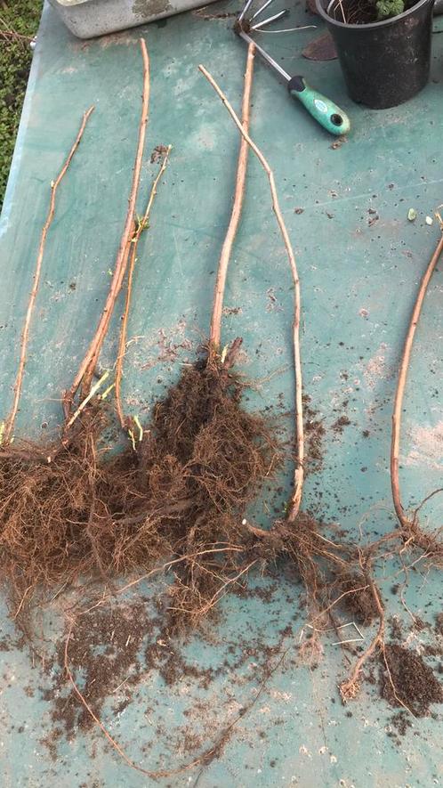 Herfstframboos planten stekken bio, Tuin en Terras, Planten | Struiken en Hagen, Ophalen of Verzenden