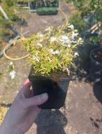 Phlox subulata 'White delight', Ophalen, Zomer, Vaste plant, Volle zon