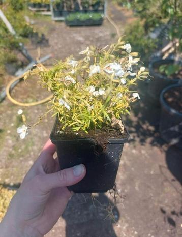 Phlox subulata 'White delight' beschikbaar voor biedingen