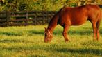 GEZOCHT: Weiland/schuur te huur paarden, Dieren en Toebehoren, Stalling en Weidegang, Stalling, 2 of 3 paarden of pony's