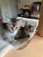 Half britsekorthaar kitten kattertjes, Dieren en Toebehoren, Katten en Kittens | Overige Katten, Kater
