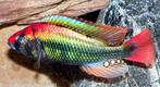 Kweekgroep haplochromis ruby green, Dieren en Toebehoren, Vissen | Aquariumvissen, Vis