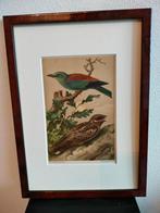 Chromolitho Litho A. Haase Praag Vogels Vogel Birds 1888, Ophalen of Verzenden