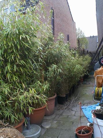 Polvormige bamboe NIET WOEKERENDE beschikbaar voor biedingen