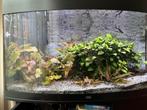 Aquarium Juwel Vision 180 SB, Dieren en Toebehoren, Ophalen, Gebruikt, Gevuld zoetwateraquarium