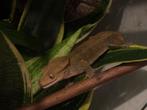 Correlophus Ciliatus - Wimpergekko - Crested Gecko, Hagedis, 0 tot 2 jaar