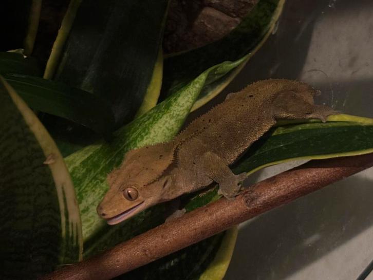 Correlophus Ciliatus - Wimpergekko - Crested Gecko