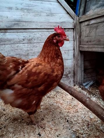5 Biologische bruine legkippen ongeveer anderhalf jaar oud beschikbaar voor biedingen