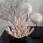 👌Mooi beige nep koraal op voet Ornament | hotel chic, Nieuw, Ophalen of Verzenden, X, X