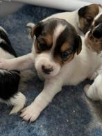 Leuke Jack Russel x kooiker hondje kruising te koop, 8 tot 15 weken, Meerdere, Meerdere dieren, Klein