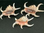 3 mooie lambis schelpen spinnen schelp lambi, Ophalen of Verzenden, Schelp(en)