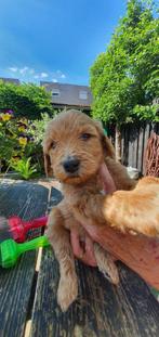 Goldendoodle pups, Overige rassen, CDV (hondenziekte), 8 tot 15 weken, Meerdere