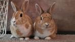 Dwergkonijnen mannetje en vrouwtje, Dieren en Toebehoren, Konijnen, Meerdere dieren