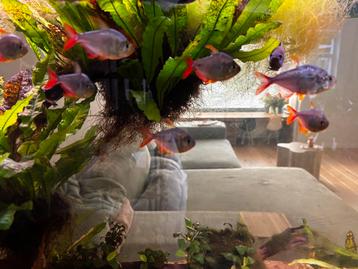 10 x Colombiaanse tetra - Hyphessobrycon columbianus beschikbaar voor biedingen