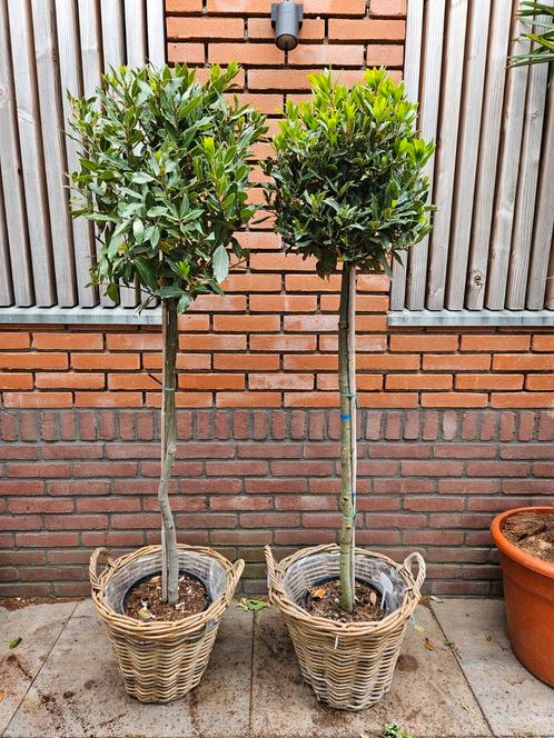 Laurier - Laurus Nobilis, eetbare laurier op stam, Tuin en Terras, Planten | Bomen, Overige soorten, 100 tot 250 cm, Halfschaduw