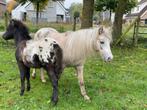 Merrie met veulen en stamboek hengst, Dieren en Toebehoren, Pony's