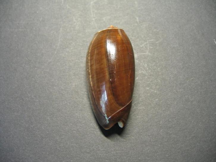 Schelpen: Oliva (Viduoliva) vidua  Röding,  1798., Verzamelen, Mineralen en Fossielen, Schelp(en), Ophalen of Verzenden