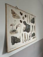 Schoolplaat, Ophalen of Verzenden, Natuur en Biologie