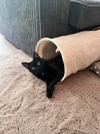 Lieve kater met 3 pootjes zoekt nieuw huisje, Dieren en Toebehoren, Katten en Kittens | Raskatten | Korthaar, Kater