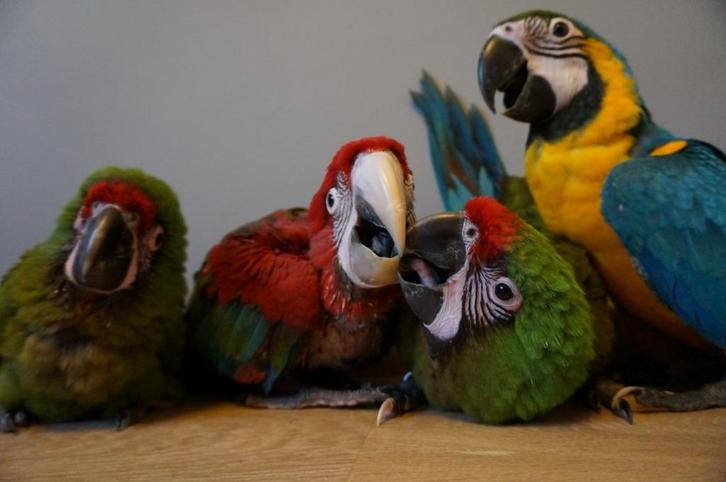 Tamme jonge papegaaien en parkietachtigen, Dieren en Toebehoren, Vogels | Parkieten en Papegaaien, Papegaai, Meerdere dieren