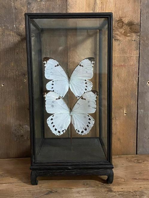Vitrine met 2 Morpho Polyphemus vlinders, Verzamelen, Dierenverzamelingen, Nieuw, Ophalen